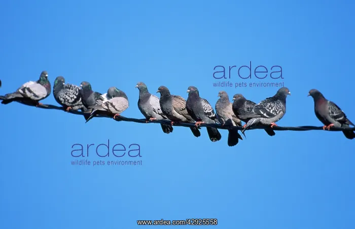 : Feral / Urban / Town / Rock PIGEONS / Rock Dove : Feral / Urban / Town / Rock PIGEONS / Rock Dove