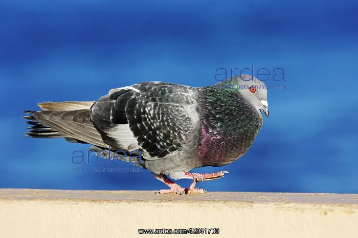 : Feral / Urban / Town / Rock PIGEONS / Rock Dove : Feral / Urban / Town / Rock PIGEONS / Rock Dove
