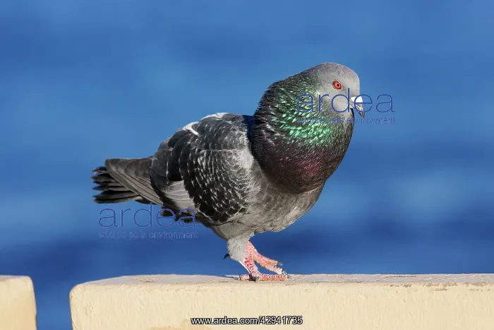 : Feral / Urban / Town / Rock PIGEONS / Rock Dove : Feral / Urban / Town / Rock PIGEONS / Rock Dove