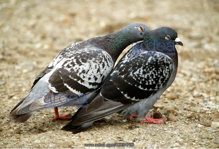  : Feral  /  Urban  /  Town  /  Rock PIGEONS  /  Rock Dove
