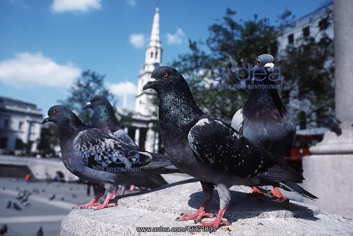 : Feral / Urban / Town / Rock PIGEONS / Rock Dove : Feral / Urban / Town / Rock PIGEONS / Rock Dove