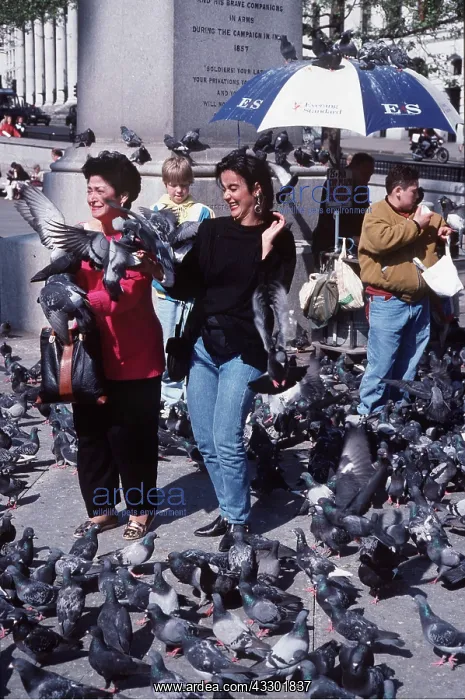 : Feral / Urban / Town / Rock PIGEONS / Rock Dove : Feral / Urban / Town / Rock PIGEONS / Rock Dove