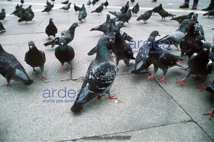 : Feral / Urban / Town / Rock PIGEONS / Rock Dove : Feral / Urban / Town / Rock PIGEONS / Rock Dove