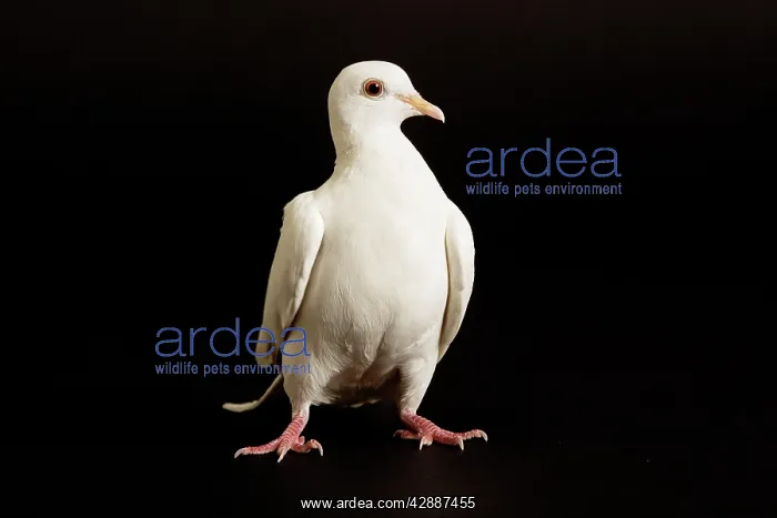 : Feral / Urban / Town / Rock PIGEONS / Rock Dove - close-up : Feral / Urban / Town / Rock PIGEONS / Rock Dove - close-up