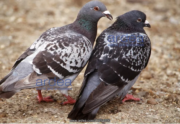 : Feral / Urban / Town / Rock PIGEONS / Rock Dove - pair : Feral / Urban / Town / Rock PIGEONS / Rock Dove - pair