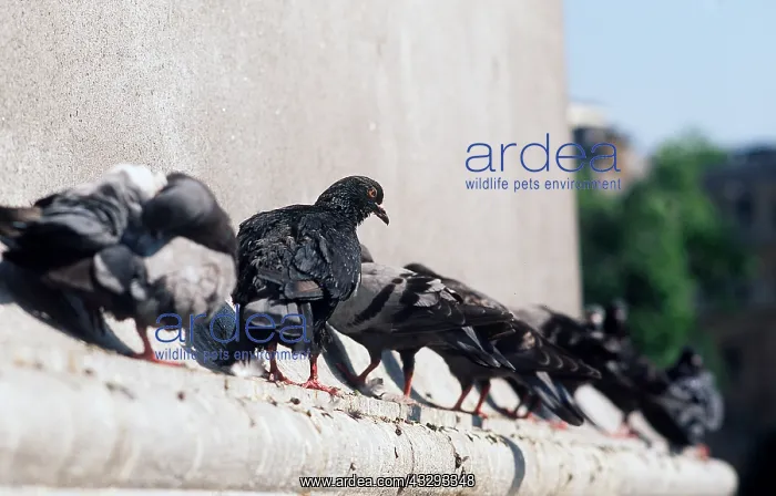 : Feral / Urban / Town / Rock PIGEONS / Rock Dove - x eight : Feral / Urban / Town / Rock PIGEONS / Rock Dove - x eight