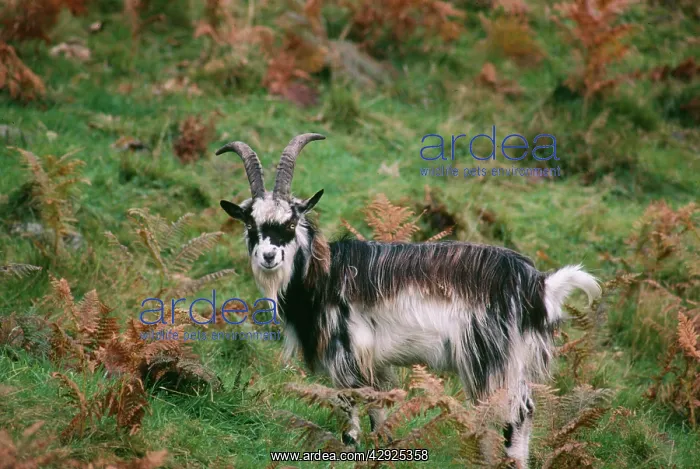 : FERAL / WILD GOAT - in bracken : FERAL / WILD GOAT - in bracken