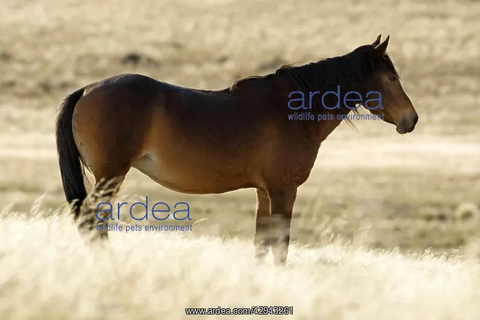 : Feral / Wild Namib Desert Horse - Backlit portrait : Feral / Wild Namib Desert Horse - Backlit portrait