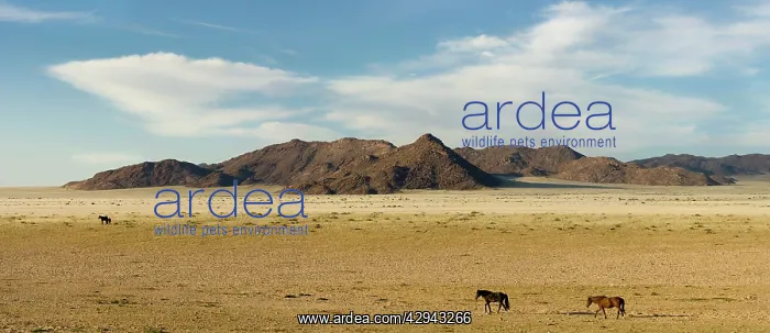 : Feral / Wild Namib Desert Horse - In their desert : Feral / Wild Namib Desert Horse - In their desert