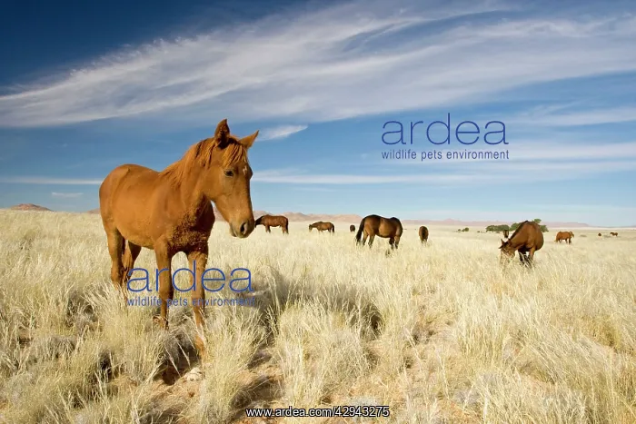 : Feral / Wild Namib Desert Horse - Feeding on grass : Feral / Wild Namib Desert Horse - Feeding on grass