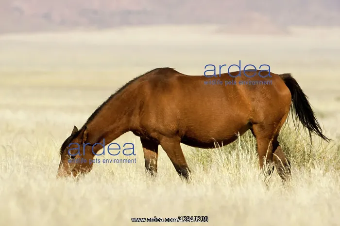 : Feral / Wild Namib Desert Horse - Grazing : Feral / Wild Namib Desert Horse - Grazing