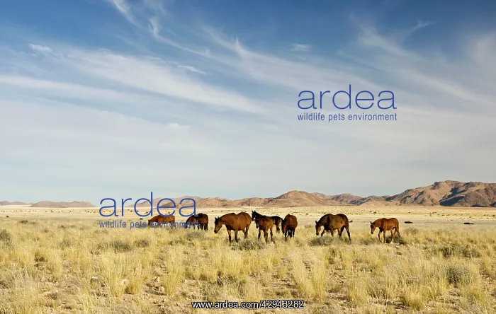 : Feral / Wild Namib Desert Horse - Group on the : Feral / Wild Namib Desert Horse - Group on the