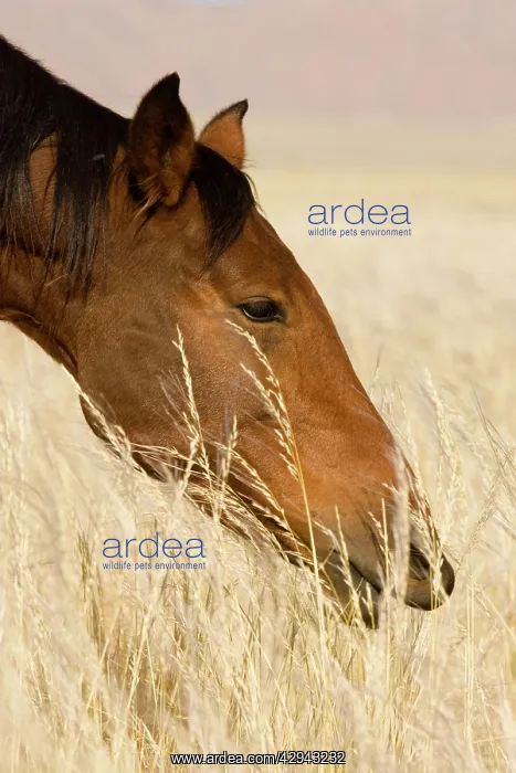 : Feral / Wild Namib Desert Horse - Portrait while : Feral / Wild Namib Desert Horse - Portrait while