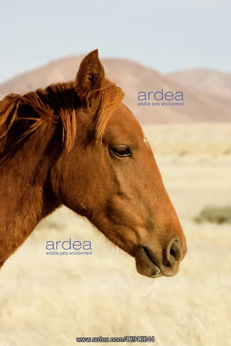 : Feral / Wild Namib Desert Horse - Portrait : Feral / Wild Namib Desert Horse - Portrait