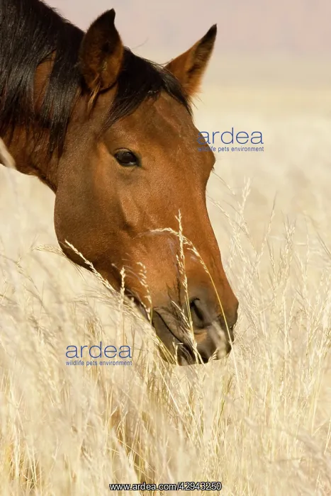 : Feral / Wild Namib Desert Horse - Portrait while : Feral / Wild Namib Desert Horse - Portrait while