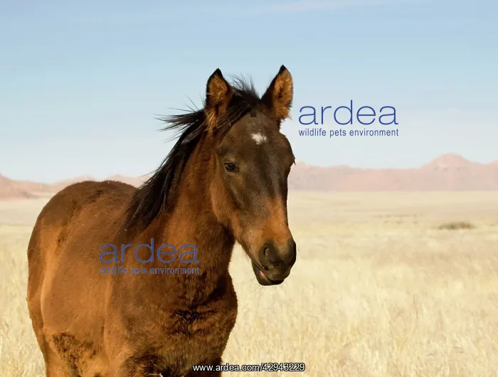 : Feral / Wild Namib Desert Horse - Portrait of a foal : Feral / Wild Namib Desert Horse - Portrait of a foal