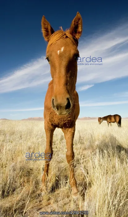 : Feral / Wild Namib Desert Horse - Wide Angle Portrait : Feral / Wild Namib Desert Horse - Wide Angle Portrait