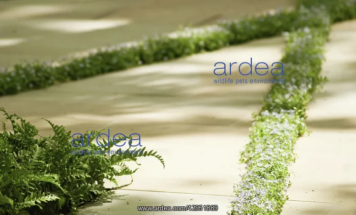 : Fern : Fern