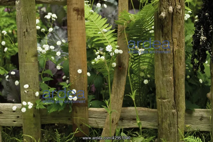 : Fern : Fern