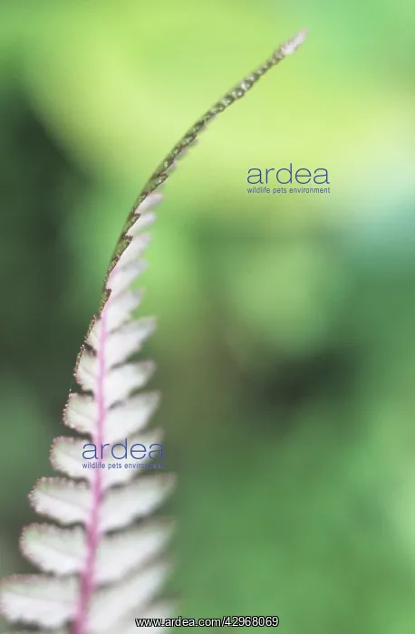 : Fern : Fern