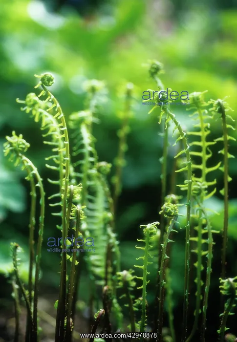 : Fern : Fern