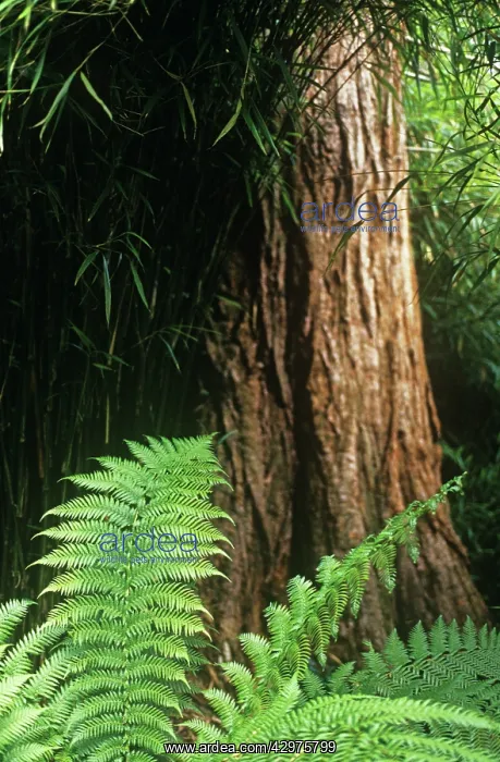 : Fern : Fern