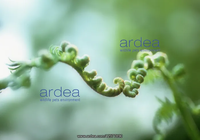 : Fern : Fern