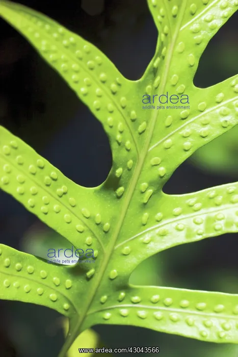 : Fern : Fern