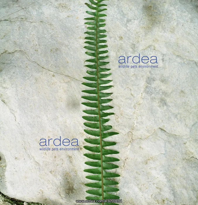  : Fern