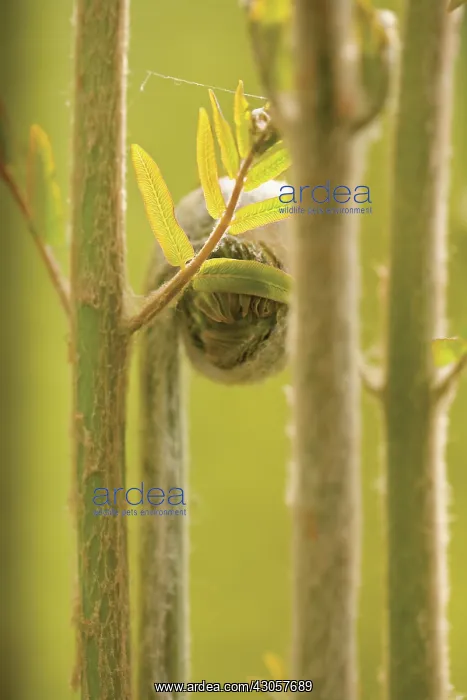 : Fern : Fern