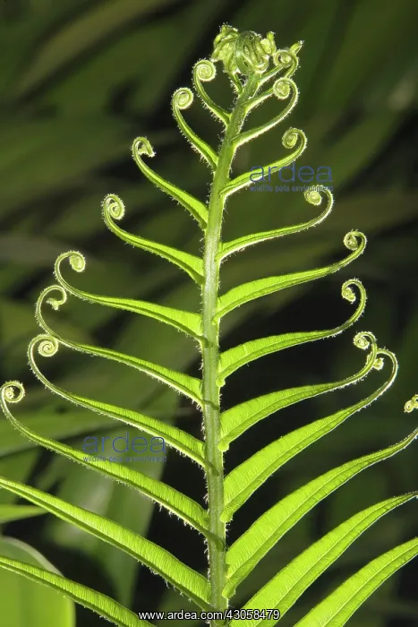 : Fern : Fern