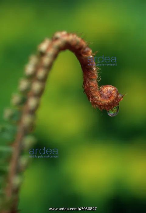 : Fern : Fern
