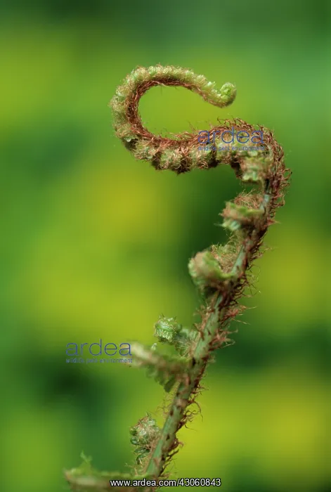 : Fern : Fern