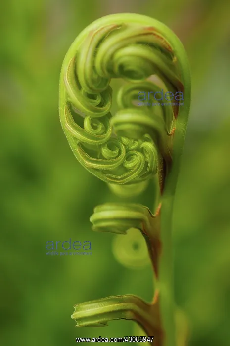 : Fern : Fern