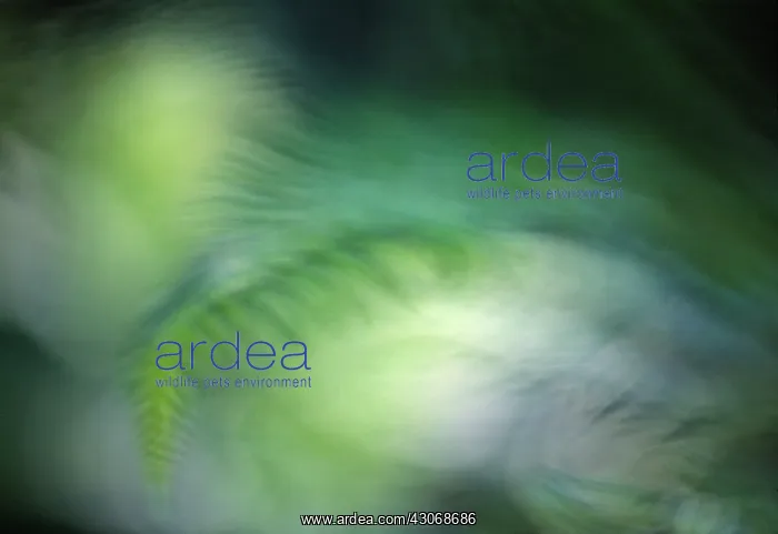 : Fern : Fern