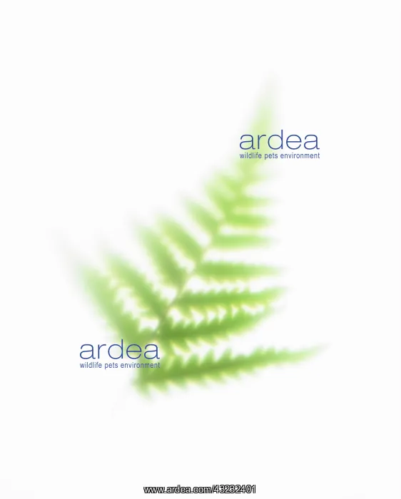 : Fern : Fern