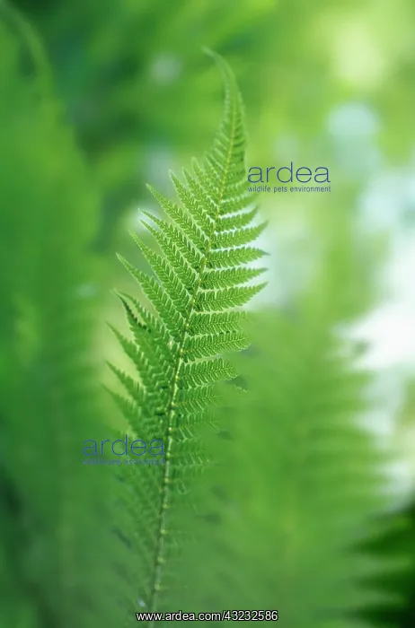: Fern : Fern