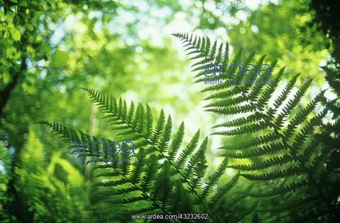 : Fern : Fern