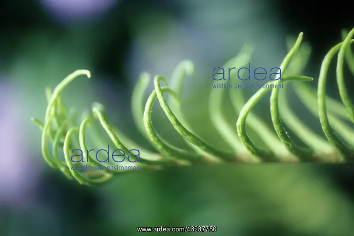 : Fern : Fern