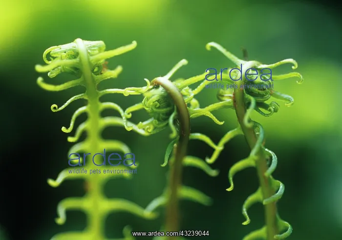 : Fern : Fern
