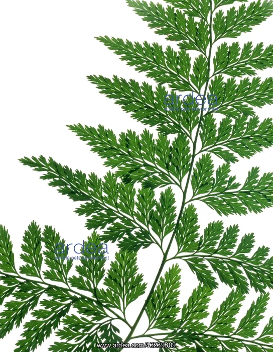 : Fern : Fern