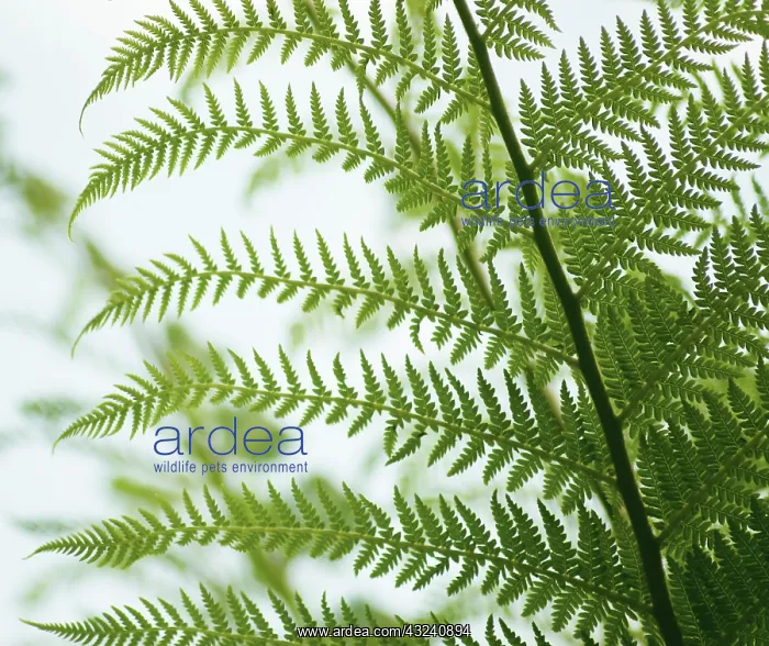 : Fern : Fern