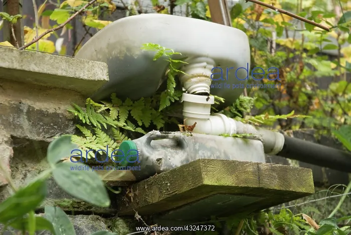 : Fern : Fern