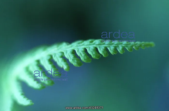: Fern : Fern