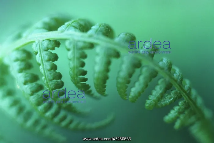 : Fern : Fern