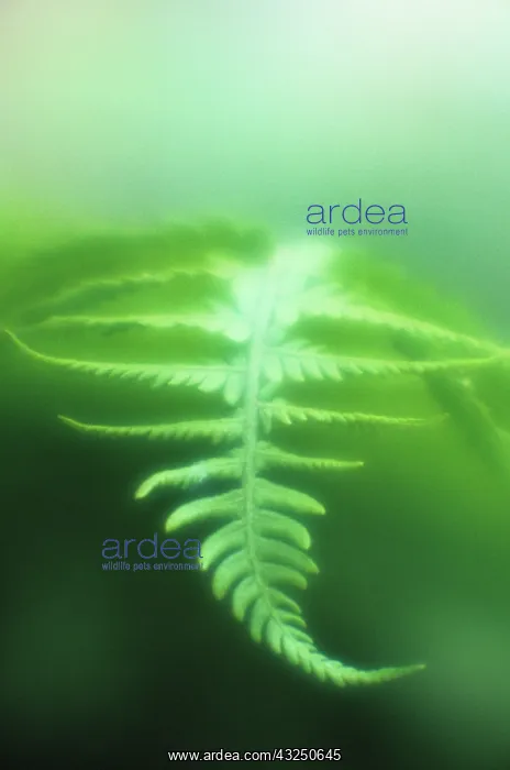 : Fern : Fern