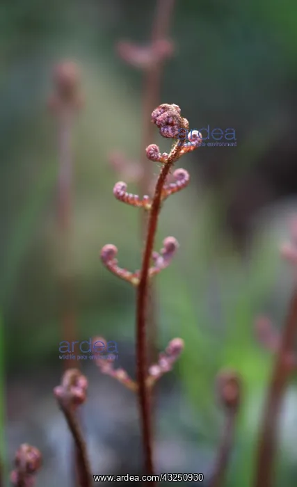 : Fern : Fern