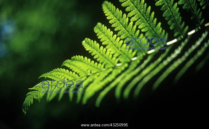 : Fern : Fern