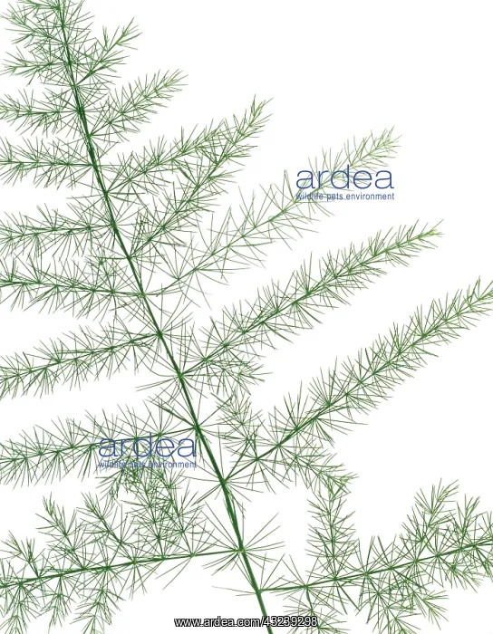  : Fern, Asparagus fern, Asparagus plumosus
