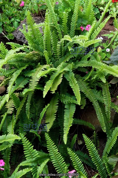  : Fern (Asplenium anceps). Location - Hotel Quinta Splendida Botanical Gardens, Madeira